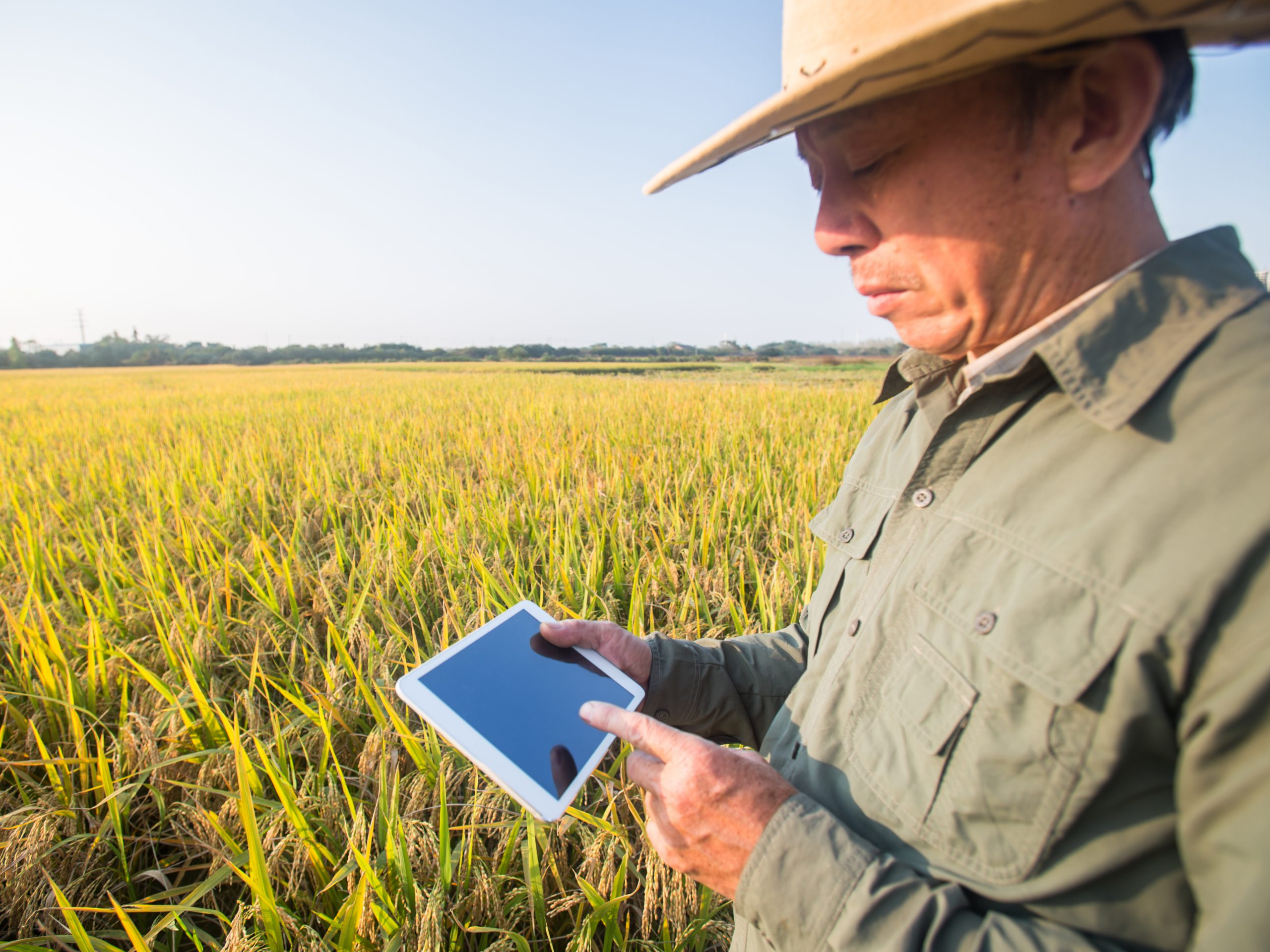 Older man checking a tablet in a field