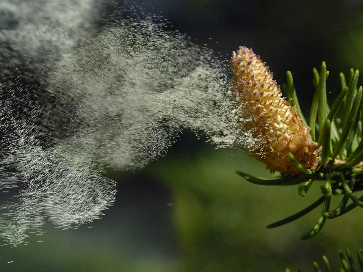 Close-up of a pine cone releasing a cloud of pollen.