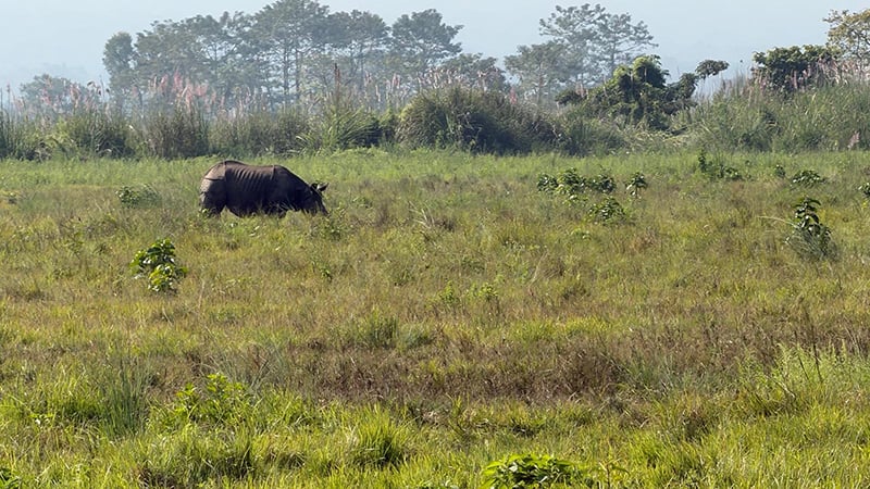 Rhino in Chitwan National Forest
