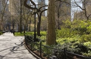 a park with trees